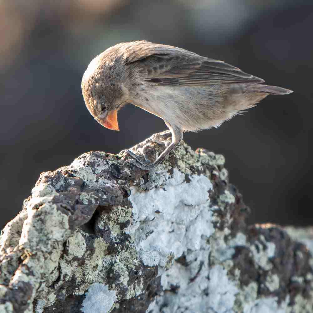 Szczygieł Darwina na Wyspie Galapagos